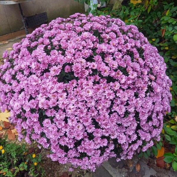 Chrysanthemum x grandiflorum Habit