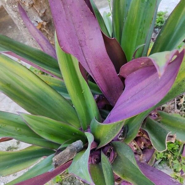 Tradescantia spathacea Folio