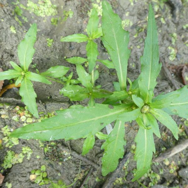 Bidens cernua Leaf