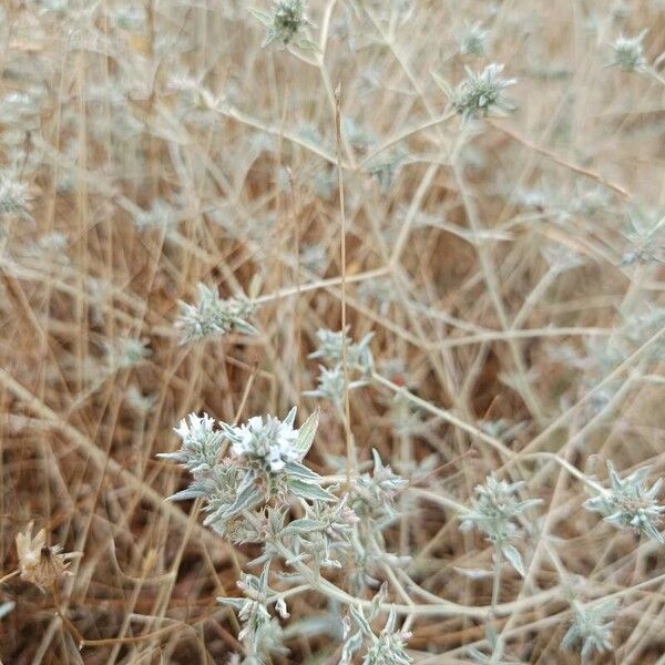 Marrubium peregrinum Cvet