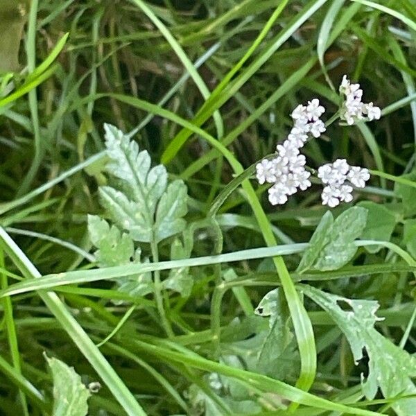 Torilis japonica Floro