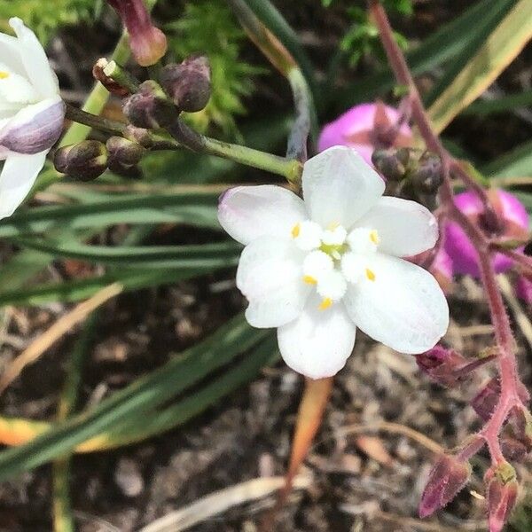 Simethis mattiazzii Flower