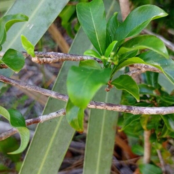 Coptosperma graveolens Kaarna