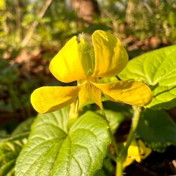 Viola pubescens Flower