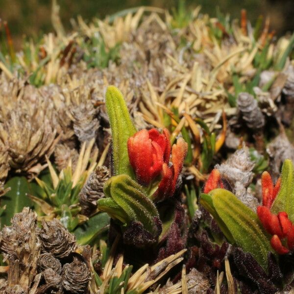 Castilleja pumila Övriga