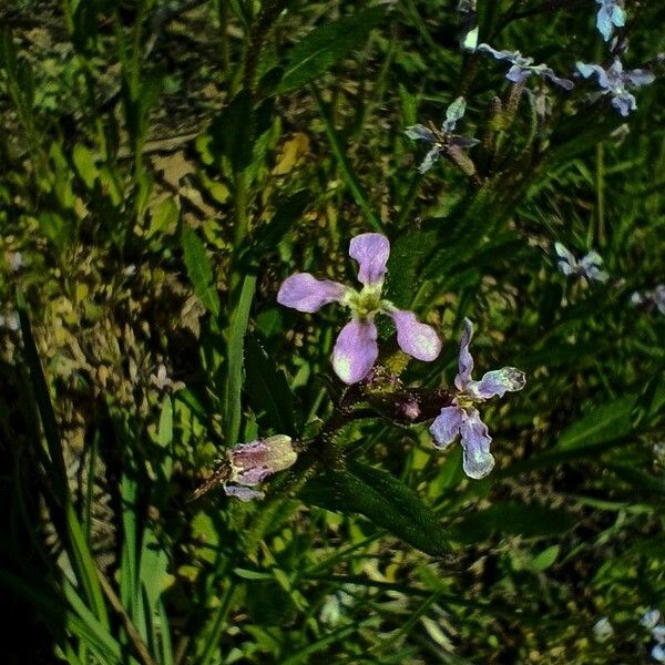 Chorispora tenella Flower