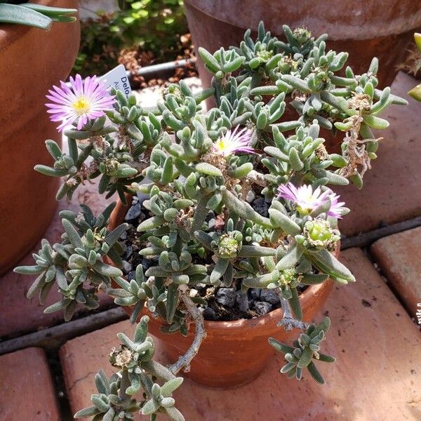 Delosperma sawdahense Характер