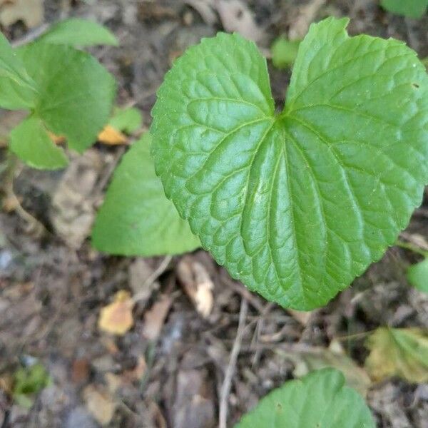 Viola pubescens अन्य