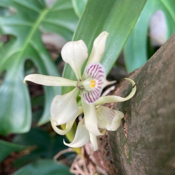 Prosthechea fragrans Blomst