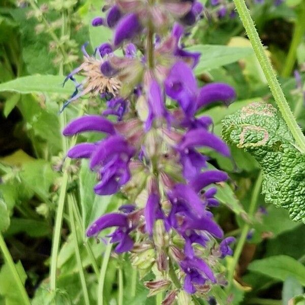 Salvia pratensis Flower