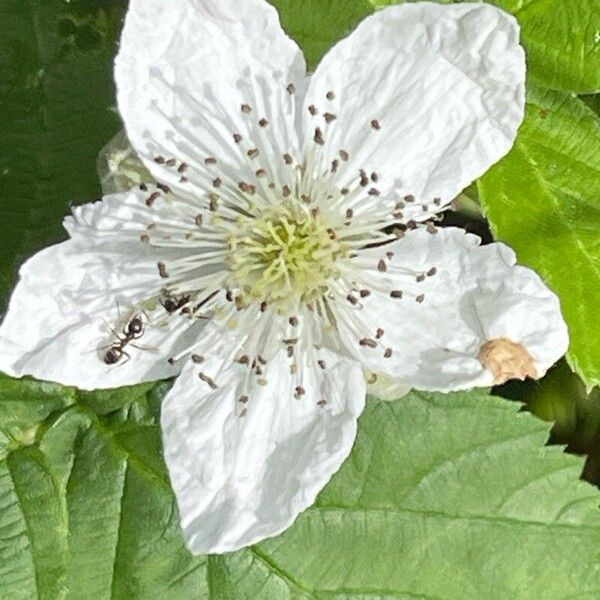 Rubus pruinosus Virág