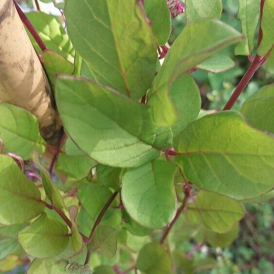 Cobaea scandens Leaf