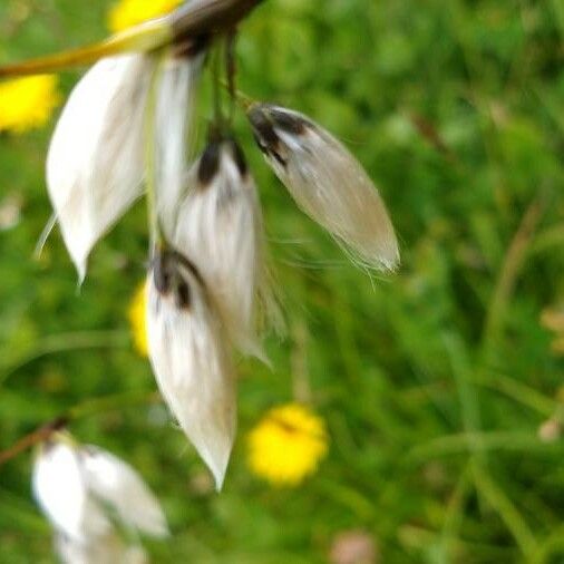 Eriophorum latifolium Flower