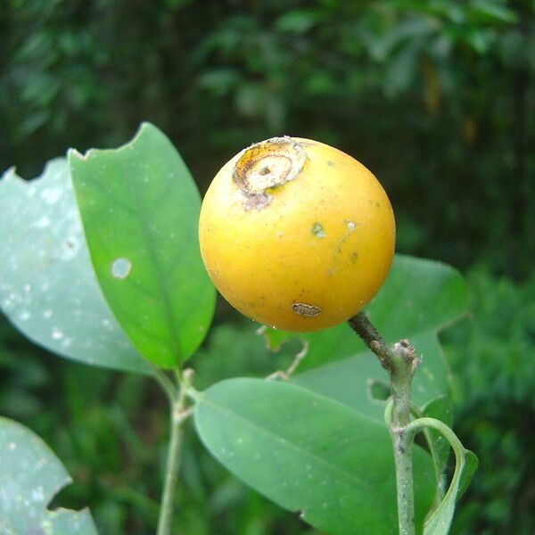 Posoqueria latifolia फल