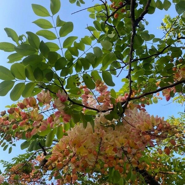 Cassia javanica Flower