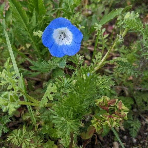 Nemophila menziesii Květ