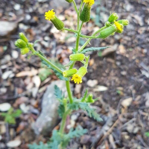 Senecio lividus Blüte