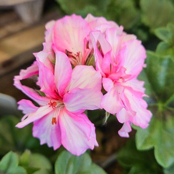 Pelargonium peltatum Cvet