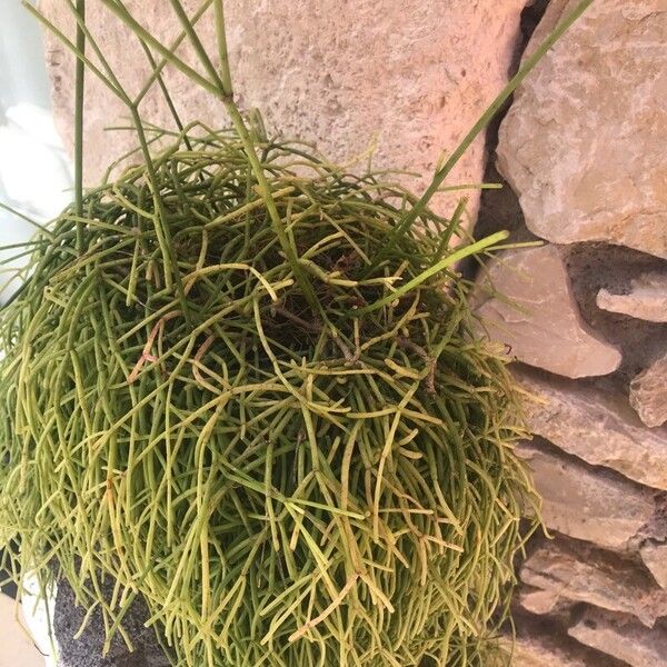 Rhipsalis baccifera Blad