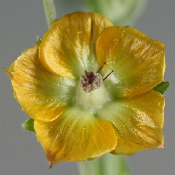 Abutilon auritum फूल