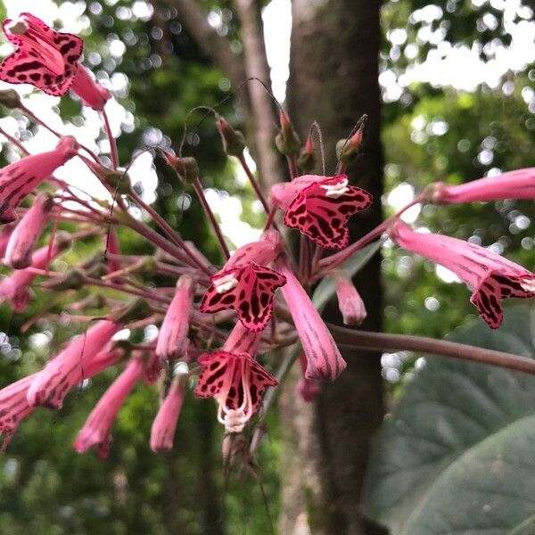 Sinningia douglasii Flor