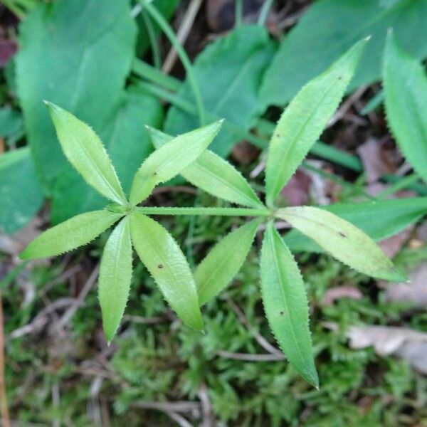 Rubia peregrina Leaf