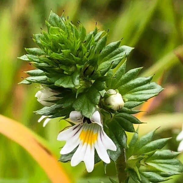 Euphrasia nemorosa Flower