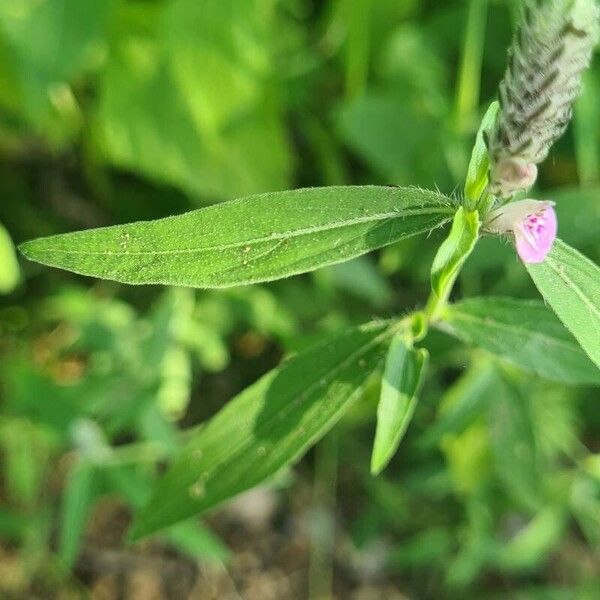 Rungia repens Levél