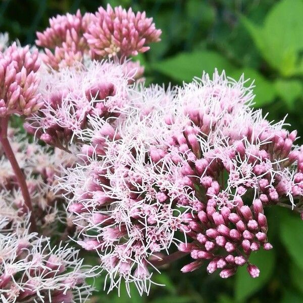 Eupatorium cannabinum Flower