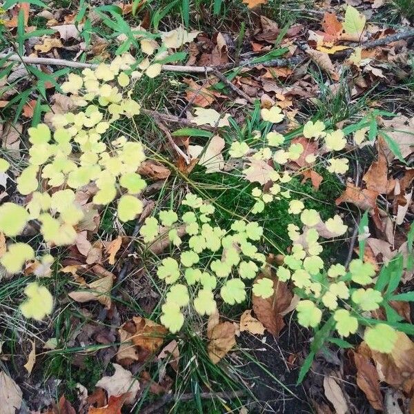 Thalictrum dioicum Liść