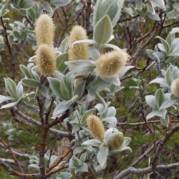 Salix lanata Fleur