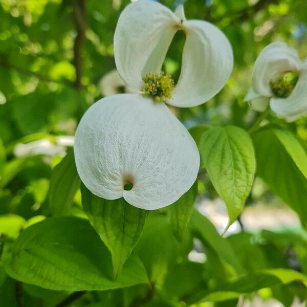 Cornus nuttallii Квітка