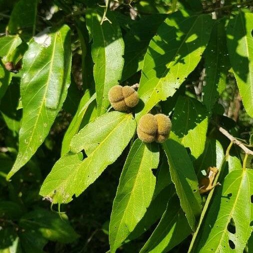 Grewia glandulosa 葉