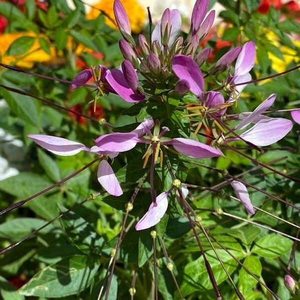 Cleome houtteana 花