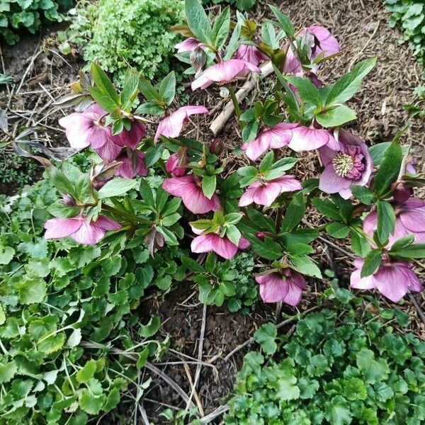 Helleborus orientalis Flower