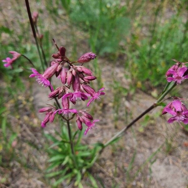 Viscaria vulgaris Flower