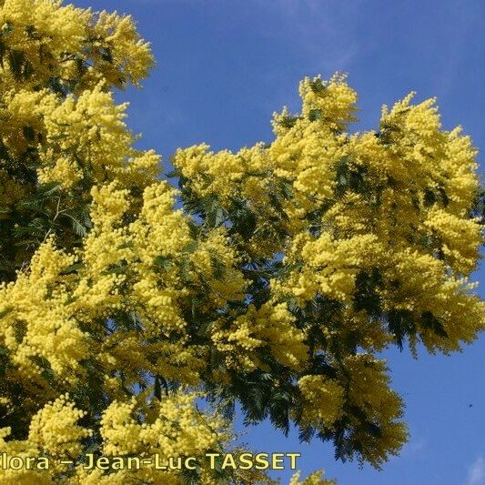 Acacia decurrens Fleur