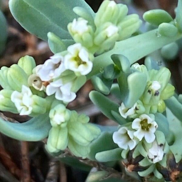 Heliotropium curassavicum Floare