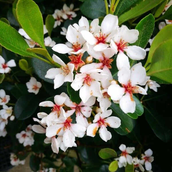 Rhaphiolepis indica Flower