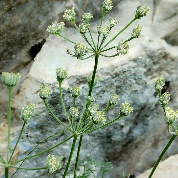 Athamanta cretensis Çiçek