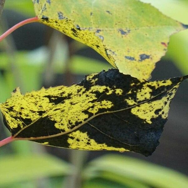 Populus balsamifera Blad