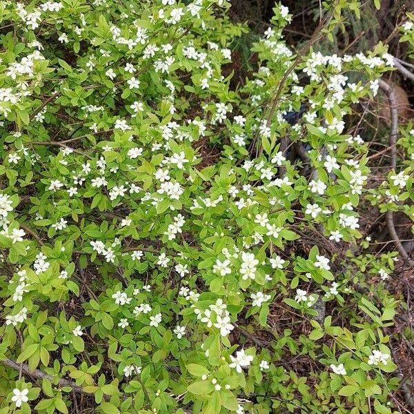 Moehringia lateriflora Blodyn