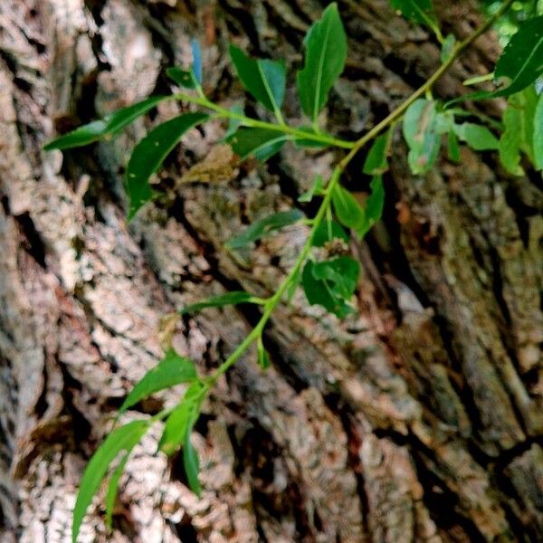 Salix pentandra Bark