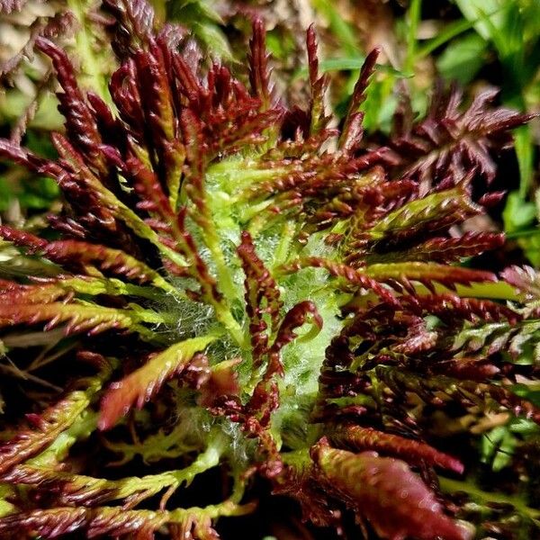 Pedicularis recutita Flower