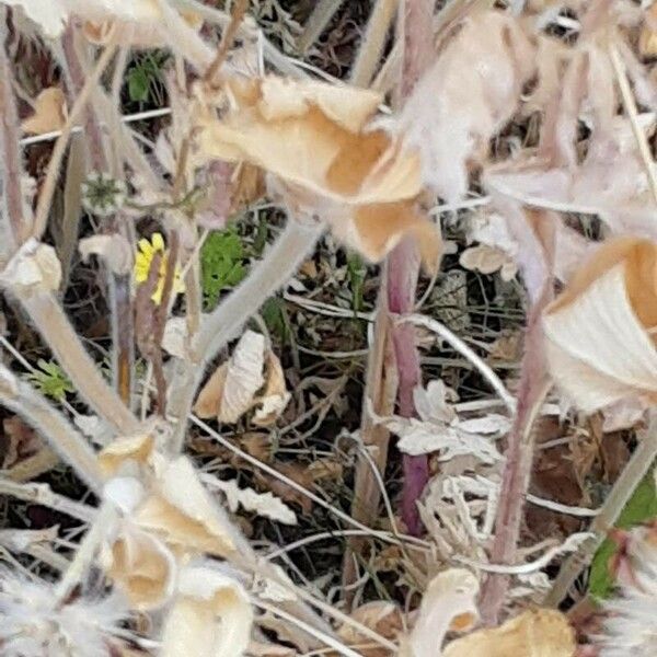 Trifolium angustifolium पत्ता