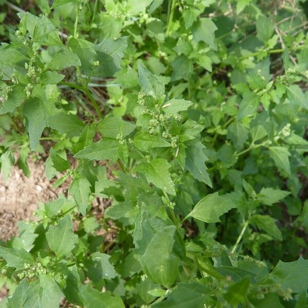 Chenopodiastrum murale Leaf