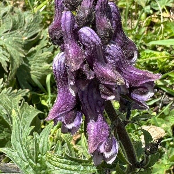 Aconitum leucostomum Kwiat