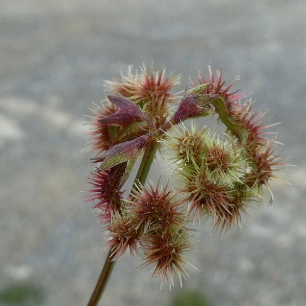 Scorpiurus muricatus Fruit