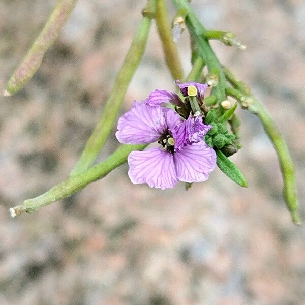 Erysimum linifolium Flower