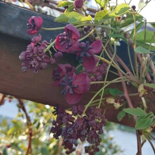 Akebia quinata Flower